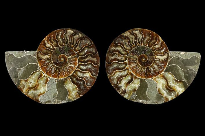 Sliced Ammonite Fossil - Agatized #115324